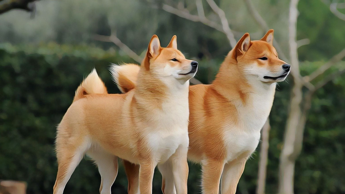 Shiba Inu Futures Market Shrinks