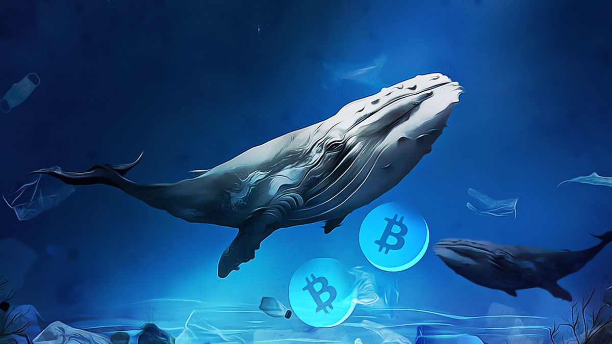 Whales Capitalize as Bitcoin Prices Steady