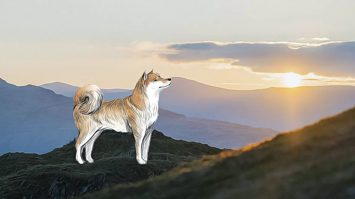 Shiba Inu’s Market Trends Create Mixed Signals for Enthusiasts